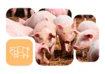 Thumbnail com leitoes e icone de suinocultura para blog Nuproxa nutricao animal em suinos