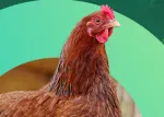Thumbnail galinha marrom para blog Nuproxa sobre nutricao avicola natural e saude animal em aves