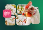 Thumbnail blog Nuproxa saude hepatica aves com galinha e icone figado produto LivoLiv global