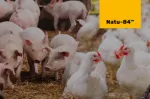 Thumbnail Natu-B4 Nuproxa swine and broilers plant choline replaces choline chloride