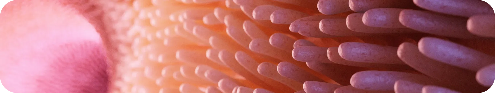 Healthy intestinal villi representing Nuproxa Gut Health Program GHP for animal nutrition