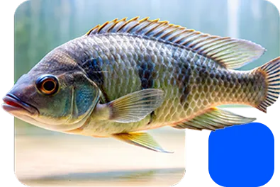 Blue tilapia in aquarium, aquaculture and Nuproxa fish nutrition