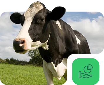 Holstein dairy cow in green pasture with Nuproxa ruminant animal nutrition feed icon shown