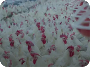 Laying hens in industrial poultry farm with Nuproxa egg production animal nutrition focus