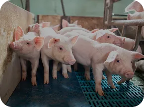 Pink piglets in swine farm with Nuproxa gut health and animal nutrition program solutions