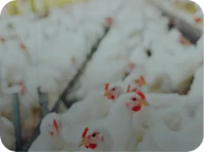 Masthuehner in Industrie-Stallung mit Nuproxa Gefluegelernaehrung und Immunitaet Loesungen
