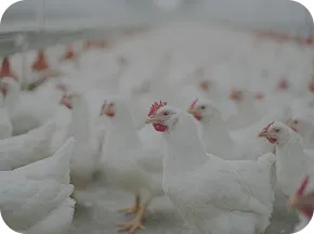 Healthy white chickens in farm with Nuproxa poultry animal nutrition and immunity program