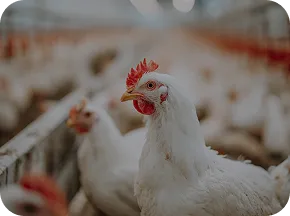 White chicken in farm with Nuproxa gut health and poultry animal nutrition solutions today