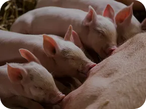 Piglets suckling from sow with Nuproxa early swine nutrition and gut health PeptaSan care