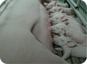 Newborn piglets nursing with Nuproxa swine nutrition and gut health early care solutions