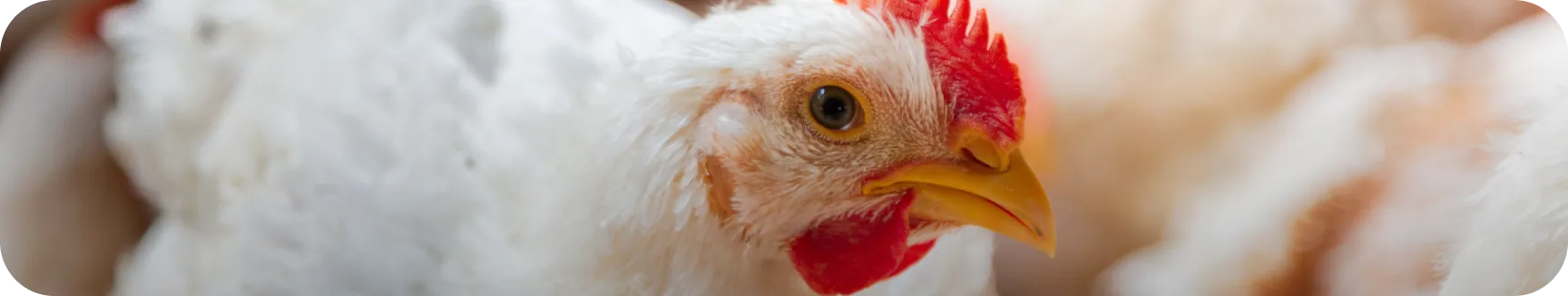 Poultry - Nuproxa