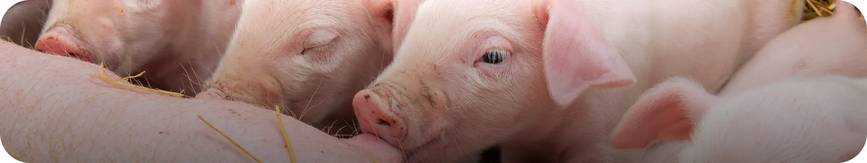 Swine - Nuproxa