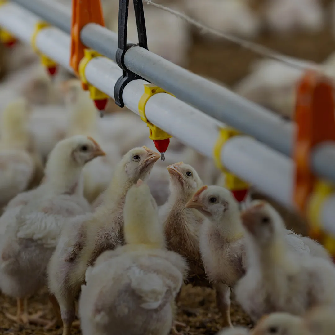 Chicks drinking water in farm with iNuxA-B4 Natu-B4 Nuproxa early poultry supplement support