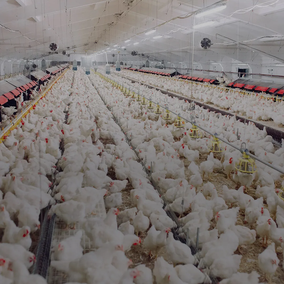 Industrial broiler house with Nuxasan Nuproxa for poultry nutrition and gut health today