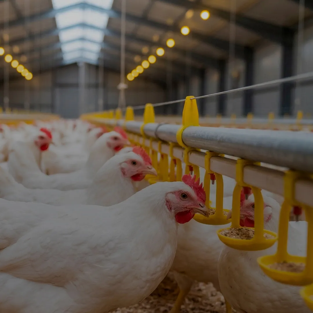 Broiler chickens in farm with OptiMethione Nuproxa amino acids for poultry nutrition today