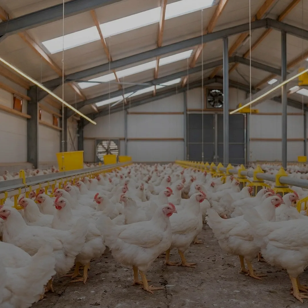 Broiler chickens with Panbonis Nuproxa natural saponin for animal nutrition and performance
