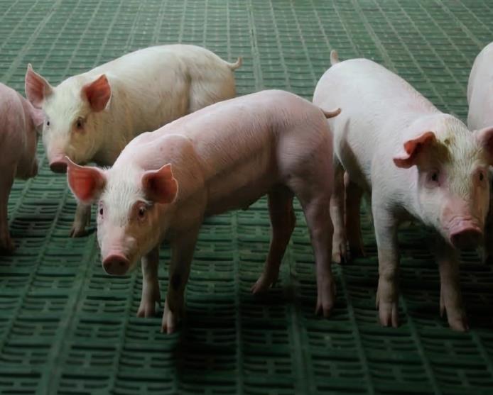 Grupo de suínos em baia com piso plástico verde, nutrição suinícola Nuproxa