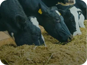 Dairy cattle feeding on silage with Nuproxa ruminant animal nutrition for bovine health