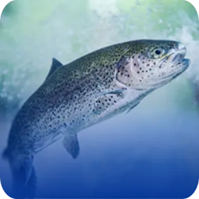 Rainbow trout jumping in water for Nuproxa aquaculture nutrition and premium fish health
