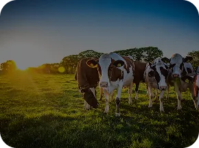 Dairy cows in pasture at sunset with Nuproxa ruminant nutrition for healthy bovine cattle