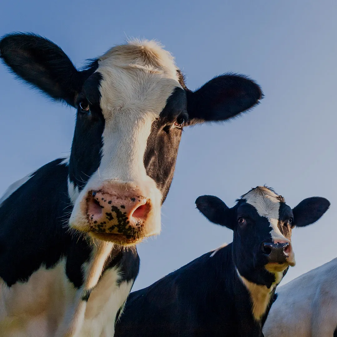 Holstein dairy cows close-up with Nuproxa ruminant nutrition for optimal bovine animal health