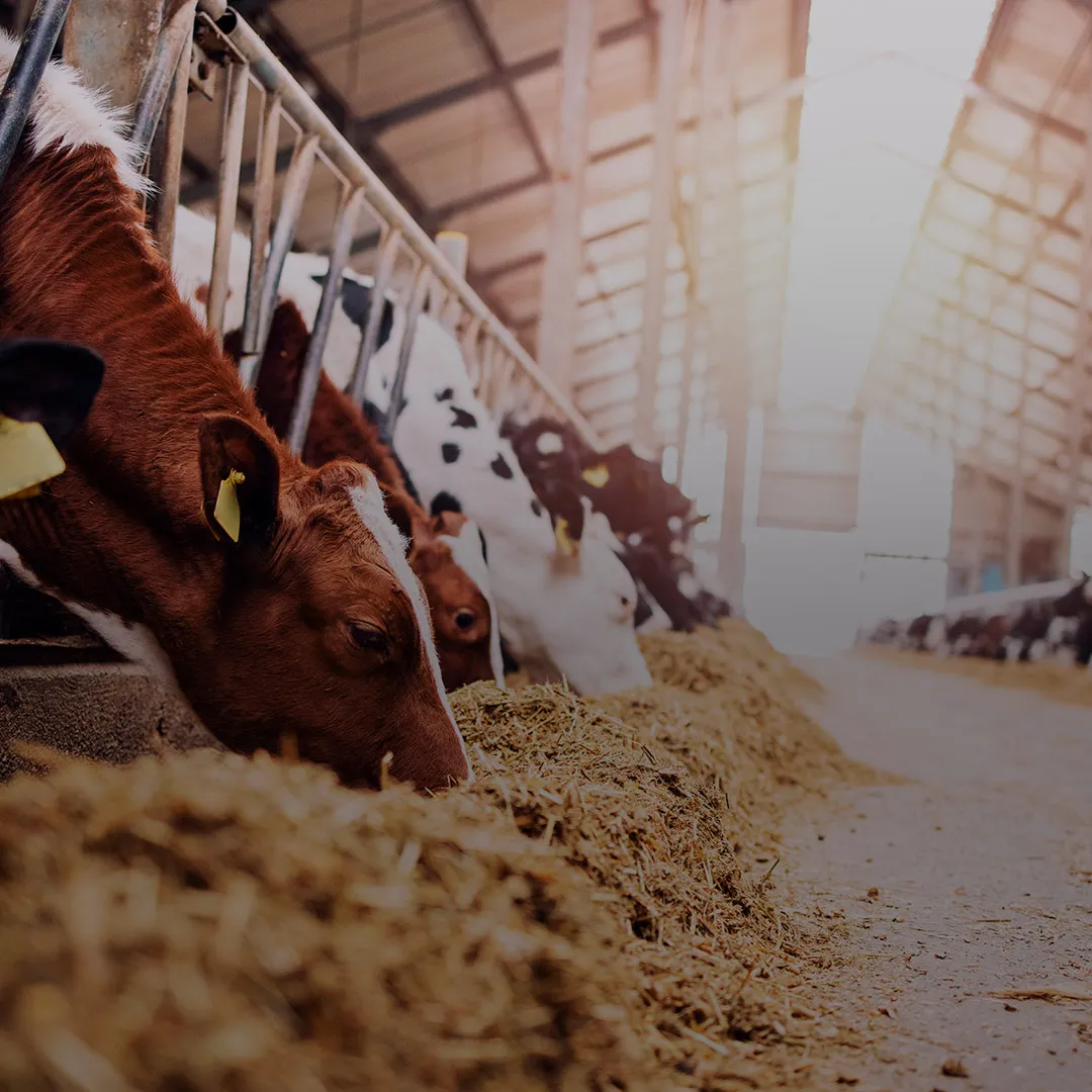 Cattle feeding at trough with silage and Nuproxa ruminant animal nutrition solutions today