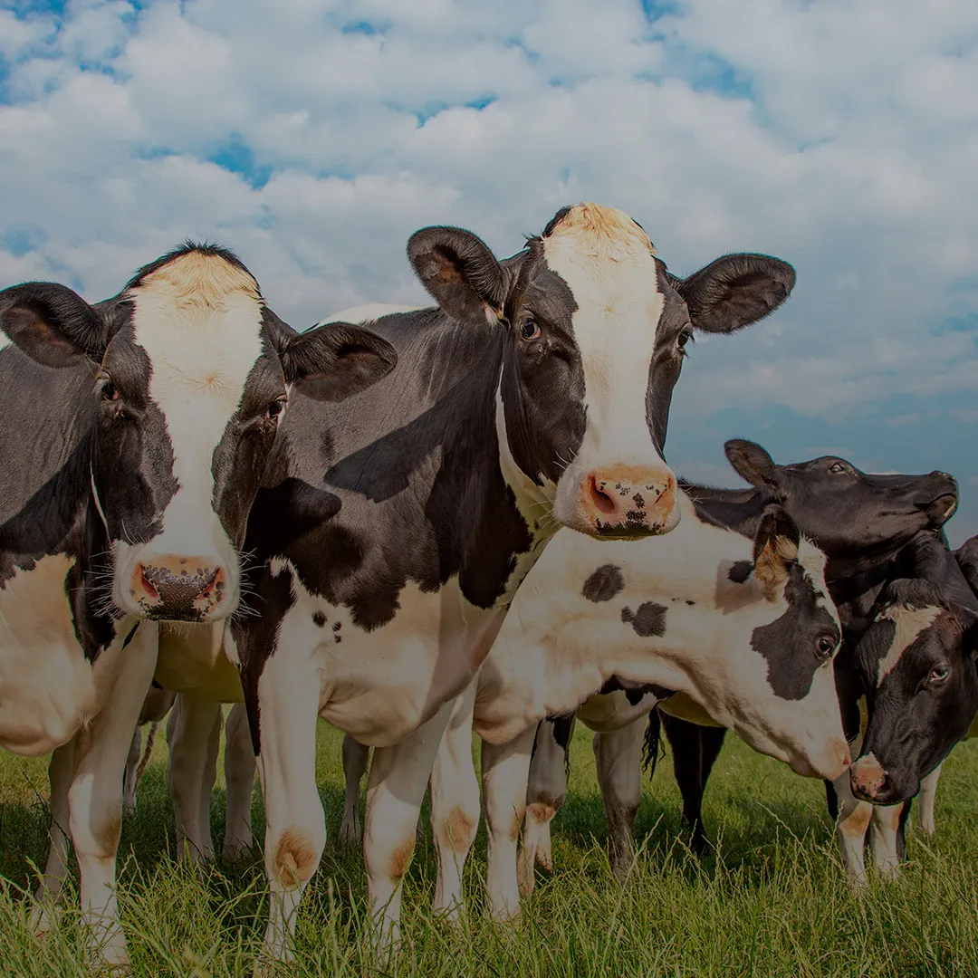 Holstein dairy cows in field with Nuproxa ruminant nutrition for healthy bovine cattle today