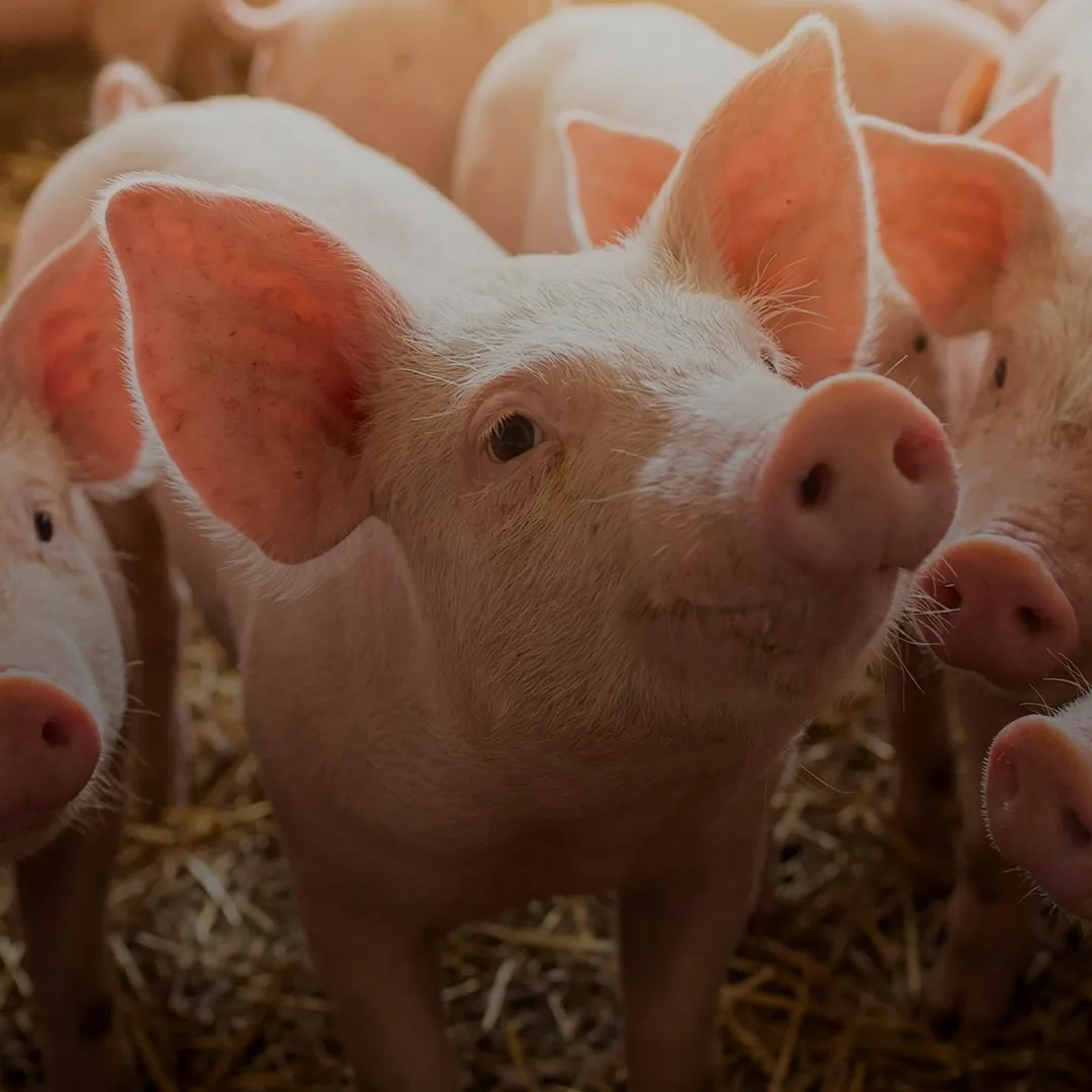 Curious piglets in swine farm with Nuproxa gut health and nutrition for swine production