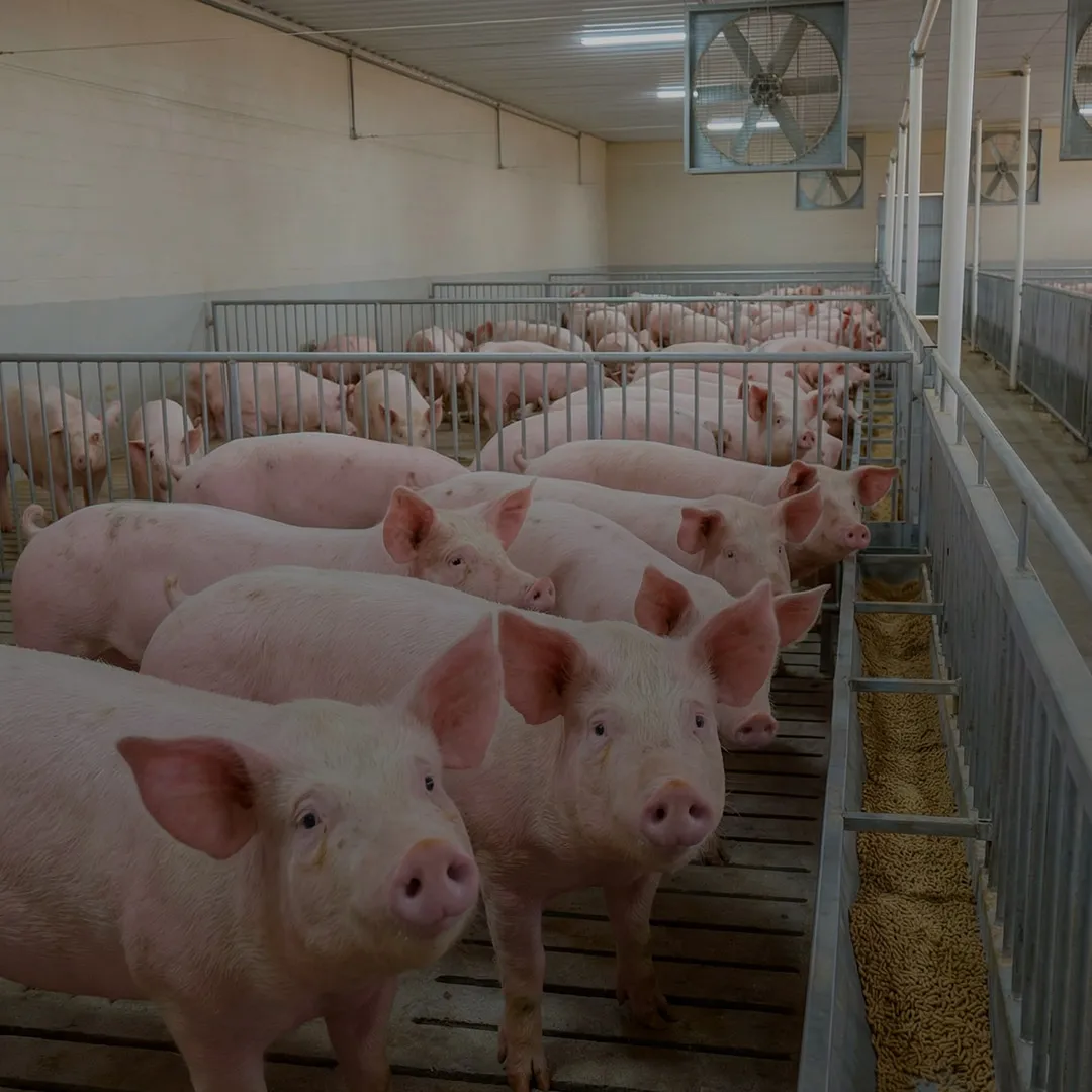 Growing pigs in commercial farm with Nuproxa swine nutrition and immunity program solutions