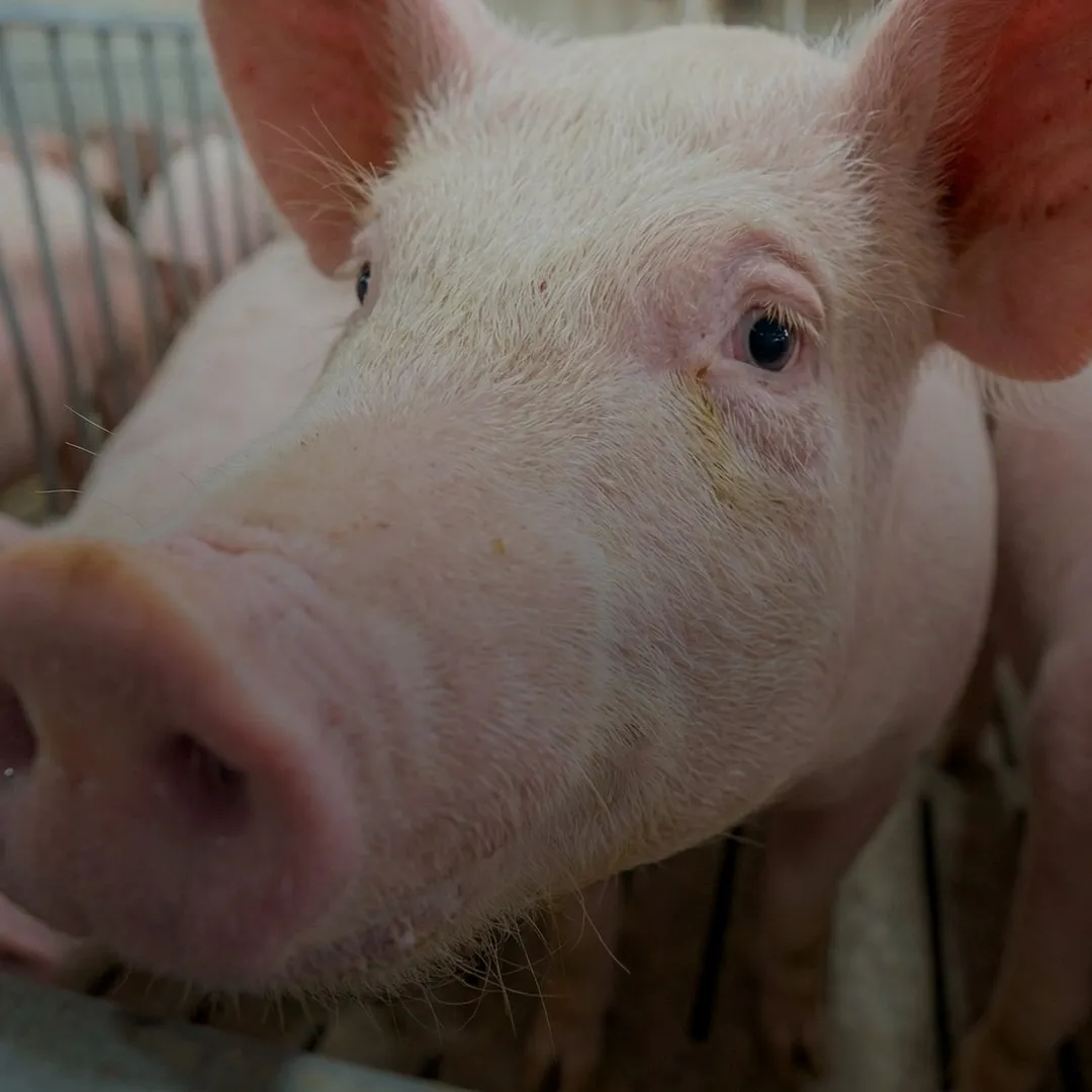 Close-up of pig with Nuproxa PeptaSan gut health program for swine animal nutrition today