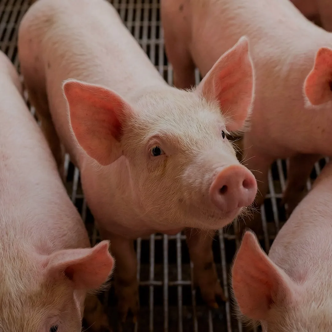 Weaner piglets with Nuproxa nutrition program for weaning and swine gut health support today