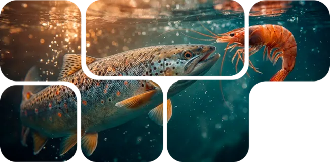 Aquaculture mosaic with salmon and shrimp, Nuproxa nutrition for fish and crustaceans