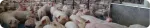 Swine farm header with grouped piglets, Nuproxa swine nutrition animal health