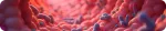 Gut microbiota illustrated in detail, Nuproxa intestinal health and probiotics