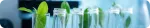Phytogenic research header in laboratory, Nuproxa natural feed additives R&D