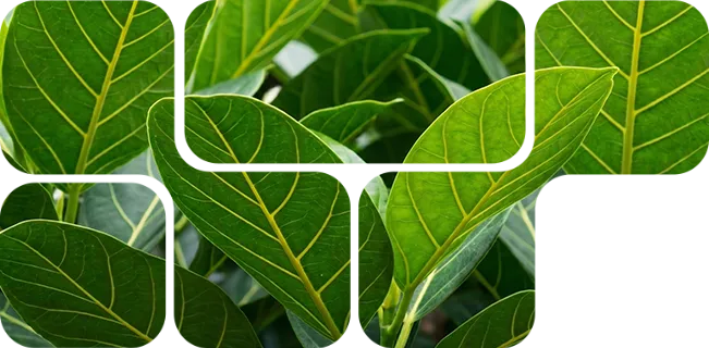 Neotegra Nuproxa imagem principal do produto para nutrição animal saúde intestinal e bem-estar Neotegra Nuproxa imagem principal do produto para nutrição animal saúde intestinal e bem-estar