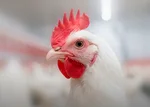 Close-up of a white chicken in a poultry farm, illustrating coccidiosis control