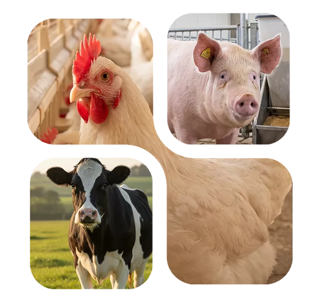 Aves, suínos e bovinos — BioCholine® DS validada em 10 espécies para desempenho zootécnico e nutrição animal Aves, suínos e bovinos — BioCholine® DS validada em 10 espécies para desempenho zootécnico e nutrição animal
