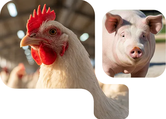 Destaque Neotegra com galinha e leitão, protetor hepático natural Nuproxa nutrição animal