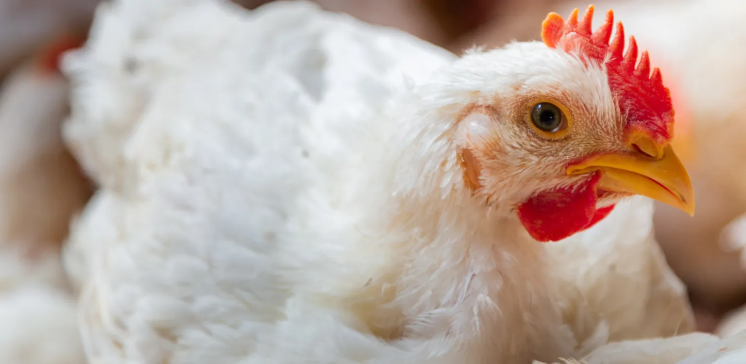 Poultry - Nuproxa