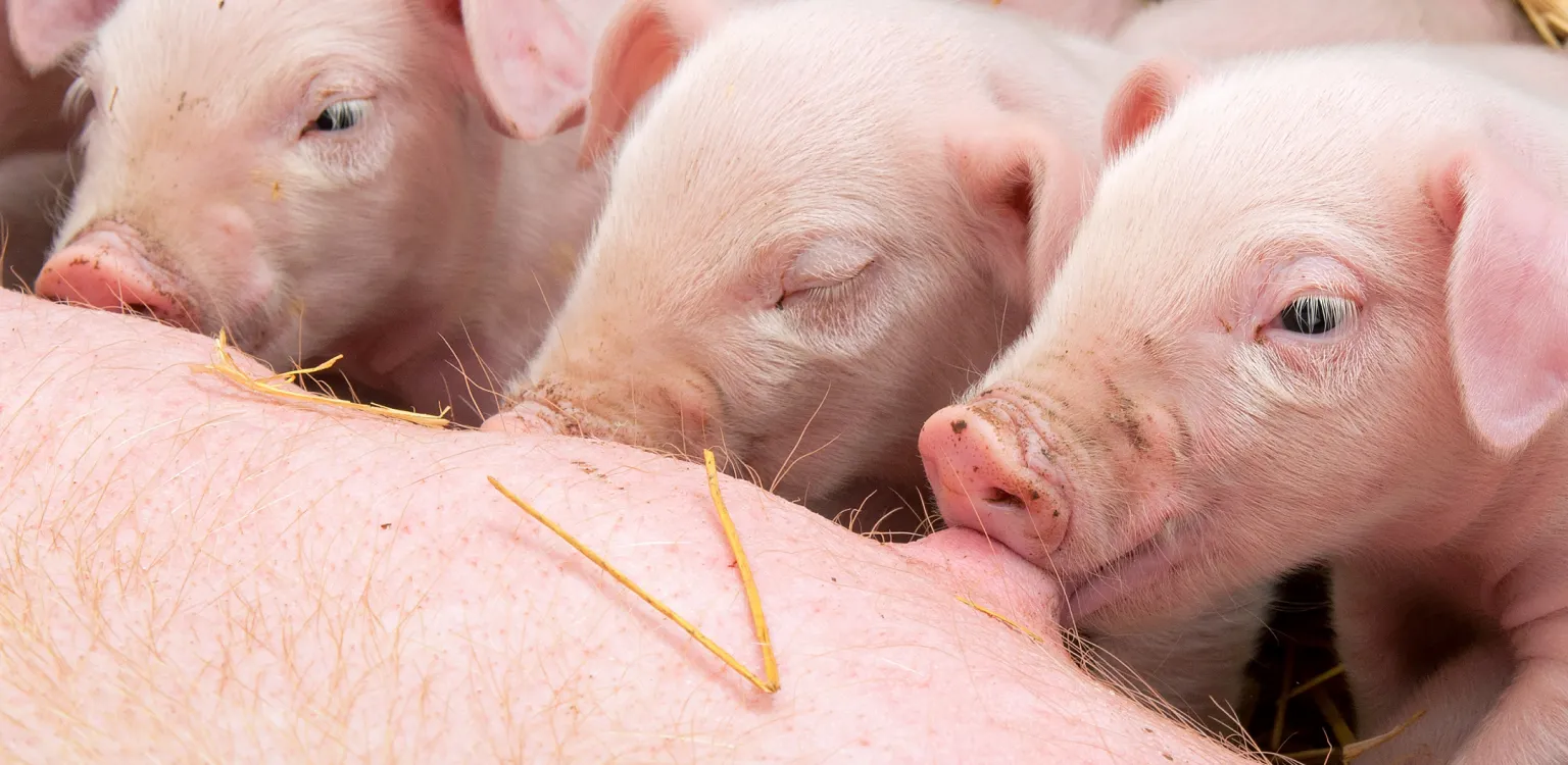 Swine - Nuproxa