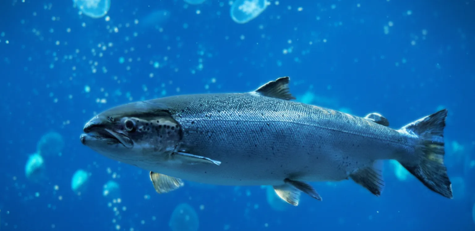 Aquaculture - Nuproxa
