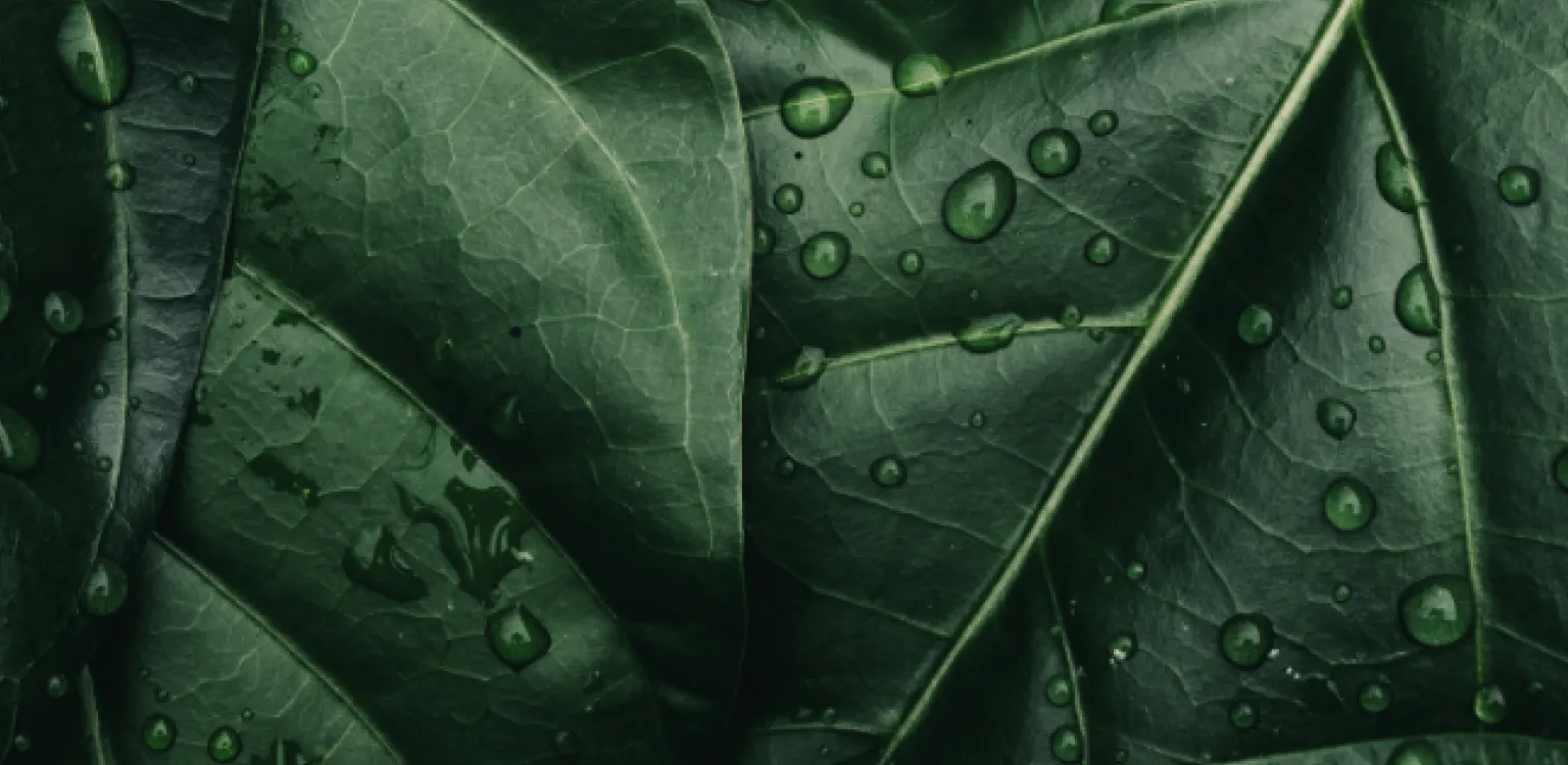 About Us - Nuproxa