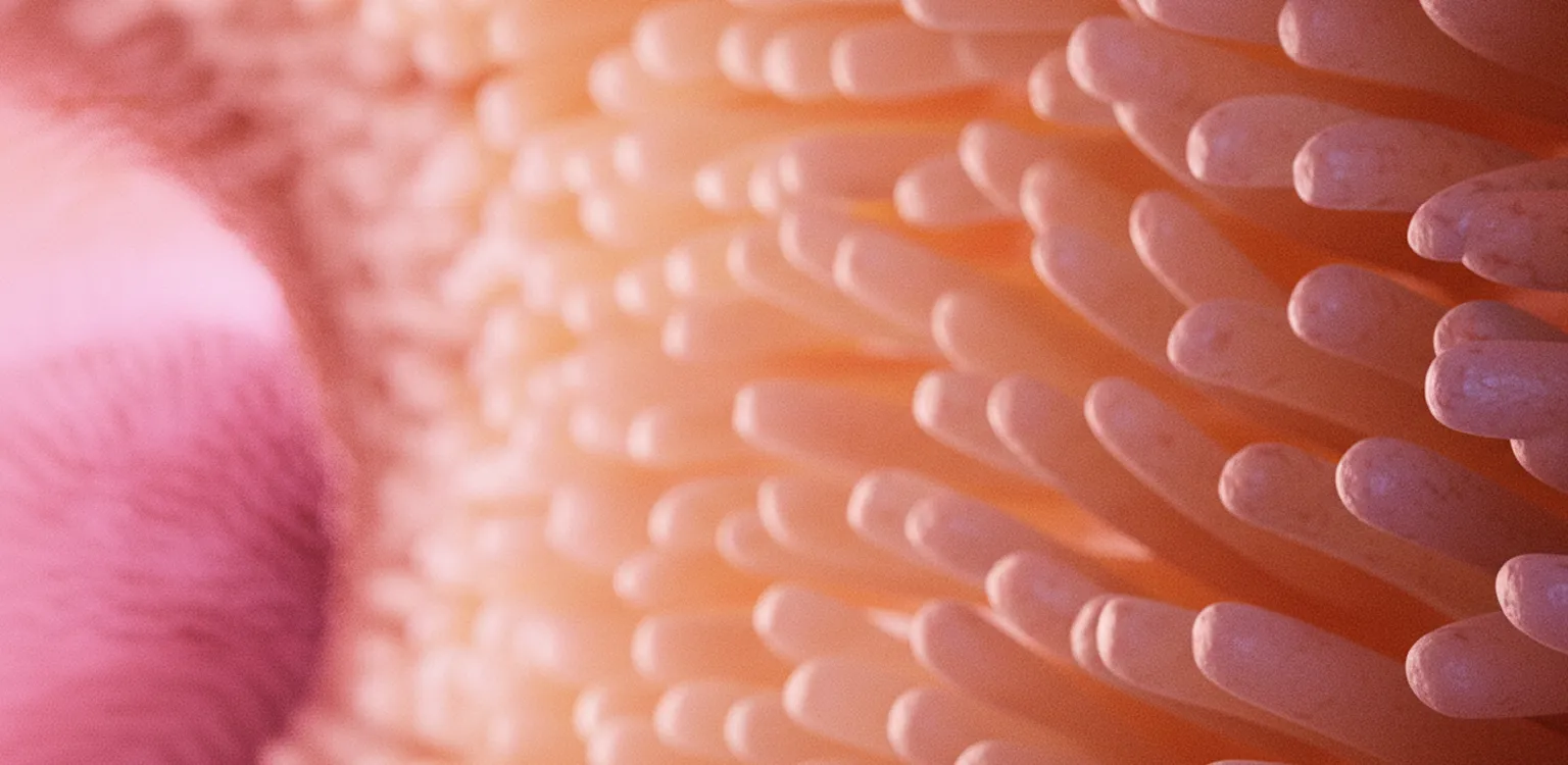 3D illustration of intestinal villi representing gut health and nutrient absorption in animals Nuproxa