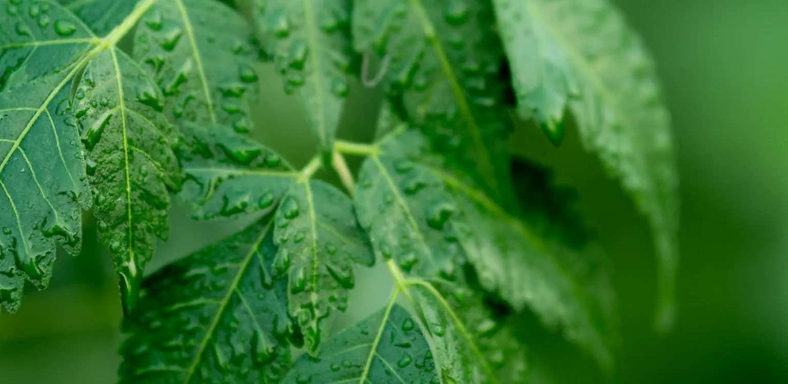 Green neem leaves with rain drops representing natural phytogenic additives for animal nutrition brand