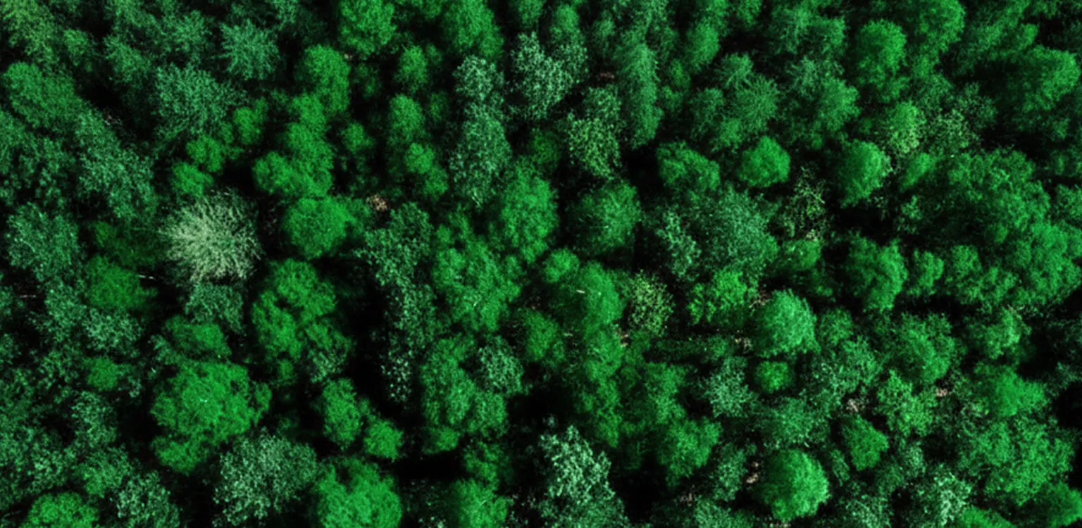 Aerial view of dense green forest representing sustainability and environmental responsibility Nuproxa