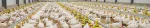 5 factors affecting the efficiency of anticoccidial medications in poultry production