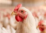 Natural solutions for coccidiosis